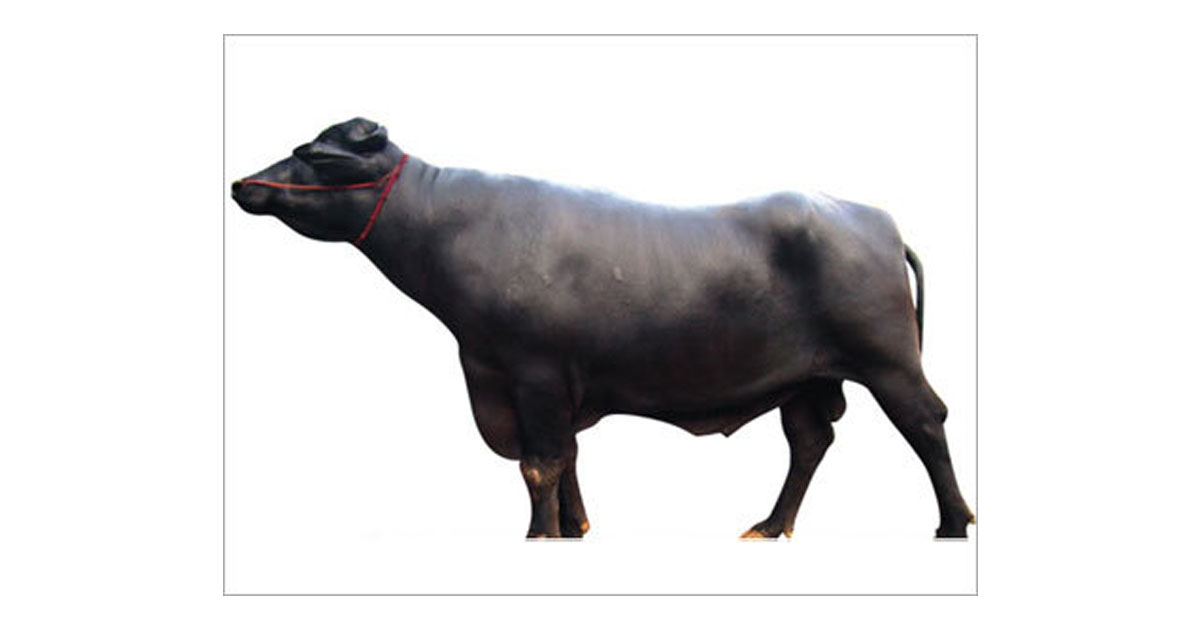 मुर्रा राँगाबाट एक लाख भैँसीमा नश्ल सुधार गरिने